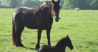 chevaux du domaine