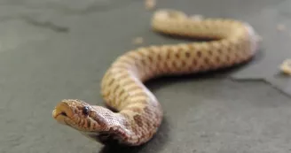 Heterodon nasicus (serpent a groin)