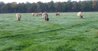 Ferme des Aubracs