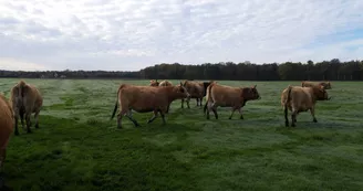 Ferme des Aubracs