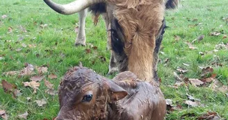 Ferme des Aubracs