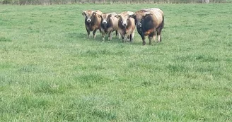 Ferme des Aubracs