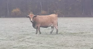 Ferme des Aubracs