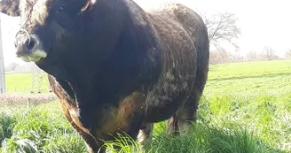 Ferme des Aubracs