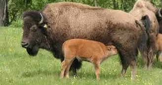 Aire d'accueil France Passion - Bisons d'Auvergne