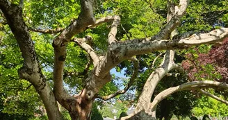 Parcours de l'arbre