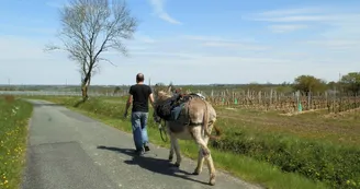 Parmis les vignes Parmis les vignes