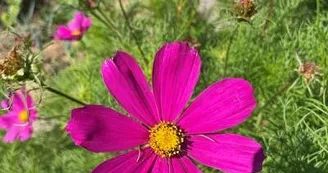 Cosmos Cosmos
