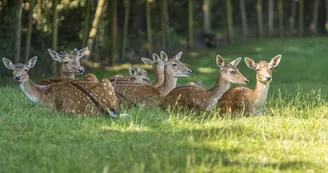 Animaux_Daims Animaux_Daims