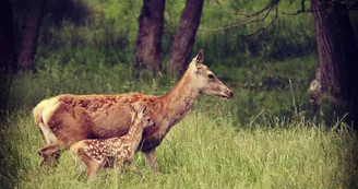 Les Cerfs de la Fardellière - Biche faon