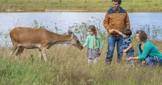 cerfs-fardelliere-valanjou-chemille-anjou-osez-mauges-nantes-angers-cholet