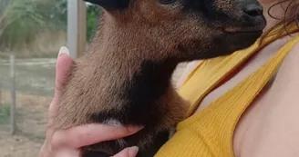 Petit chevreau de l'année Petit chevreau de l'année