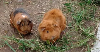Cochons d'Inde Cochons d'Inde