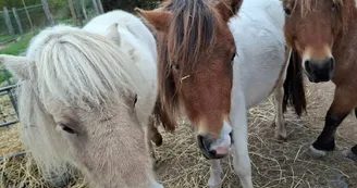 Les poneys Les poneys