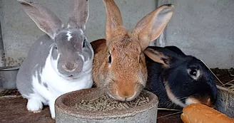 La joyeuse troupe des lapins. La joyeuse troupe des lapins.