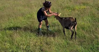 Une vraie interaction avec les chèvres naines Une vraie interaction avec les chèvres naines