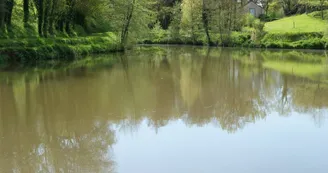Etang de la Coudraye à Saint Lambert du Lattay