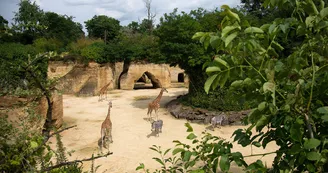 Camp-des-girafes Camp-des-girafes