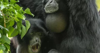 Gibbons siamang Gibbons siamang