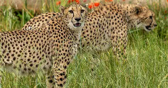 Guépard Guépard