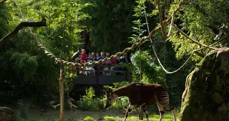Sanctuaire-des-okapis Sanctuaire-des-okapis