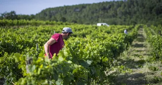Domaine Le Pigeonnier Domaine Le Pigeonnier