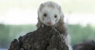 Parc animalier de Lussas