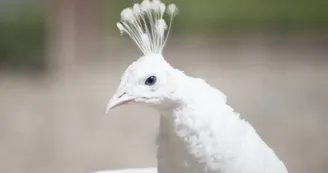 Parc animalier de Lussas