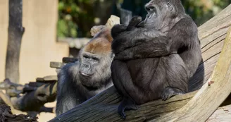 Zoo de La Palmyre