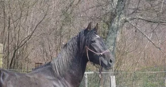 Centre Equestre l'Idalgo