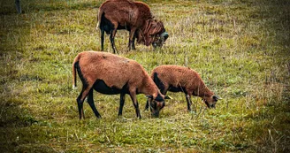 Parc animalier de l'élévage du ferron