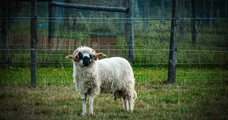 Parc animalier de l'élévage du ferron