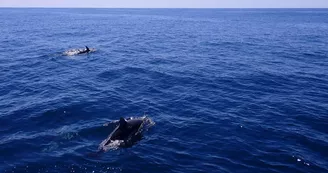 Plongée sous-marine par le Nautilus d'octobre à mai (entraînement et formation)