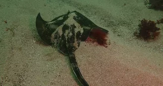 Plongée sous-marine par le Nautilus d'octobre à mai (entraînement et formation)