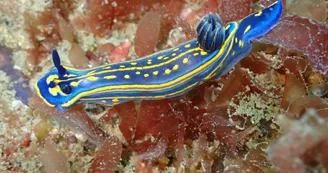 Plongée sous-marine par le Nautilus d'octobre à mai (entraînement et formation)