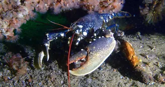 Plongée sous-marine par le Nautilus d'octobre à mai (entraînement et formation)