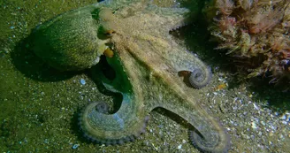 Plongée sous-marine par le Nautilus d'octobre à mai (entraînement et formation)