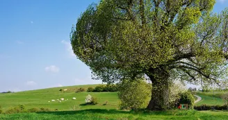 Les Baumes de Tersanne - village de gîtes