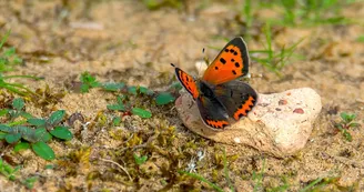 Découvrez la faune et la flore rétaises