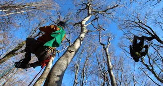Accrobranche en terrain d'aventure - Grimpe d'arbres