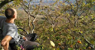 Accrobranche en terrain d'aventure - Grimpe d'arbres
