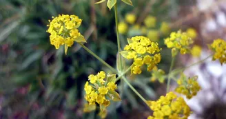Plantes aromatiques et médicinales - Les jardins de Conches - Sarah Bertolliatti