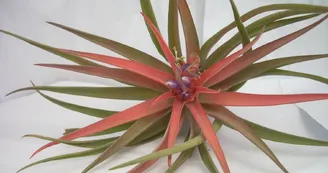 Liloo, plantes Epiphytes
