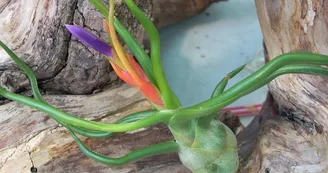 Liloo, plantes Epiphytes