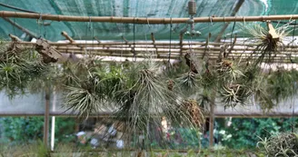 Liloo, plantes Epiphytes