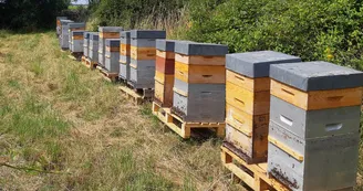 Apiculture - Miel du Tanargue - Grégory Michel