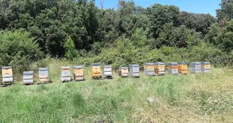 Apiculture - Miel du Tanargue - Grégory Michel