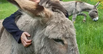 Randonnée avec ânes à la journée