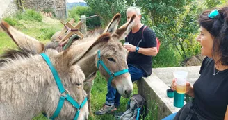 Randonnée avec ânes à la journée