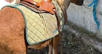 Les Poneys de la Fontaine - Balades à poney pour les enfants